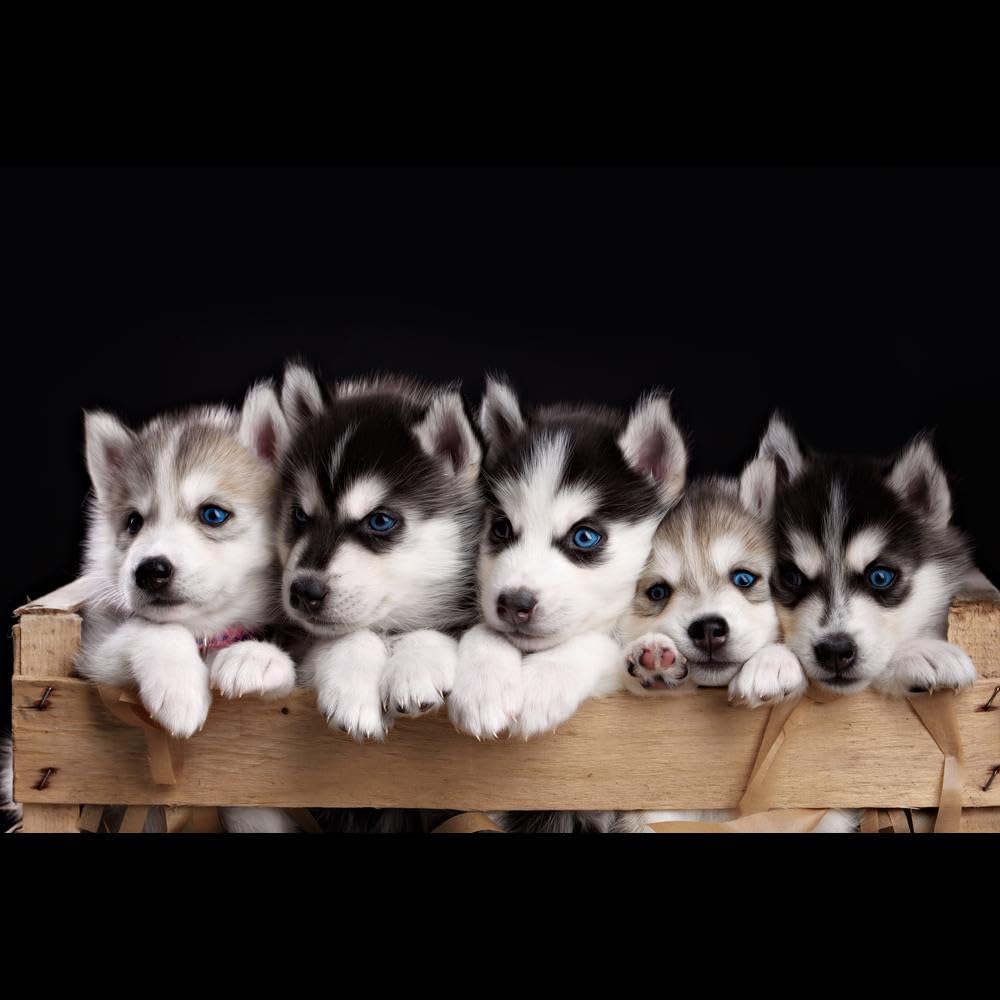 Mitasu Charming Husky Puppies Wall Art with Rustic Wooden Crate Design, Adorable Animal Photography for Pet Lovers, Black and White Fur with Blue Eyes | A4 | Framed Art - Image 2