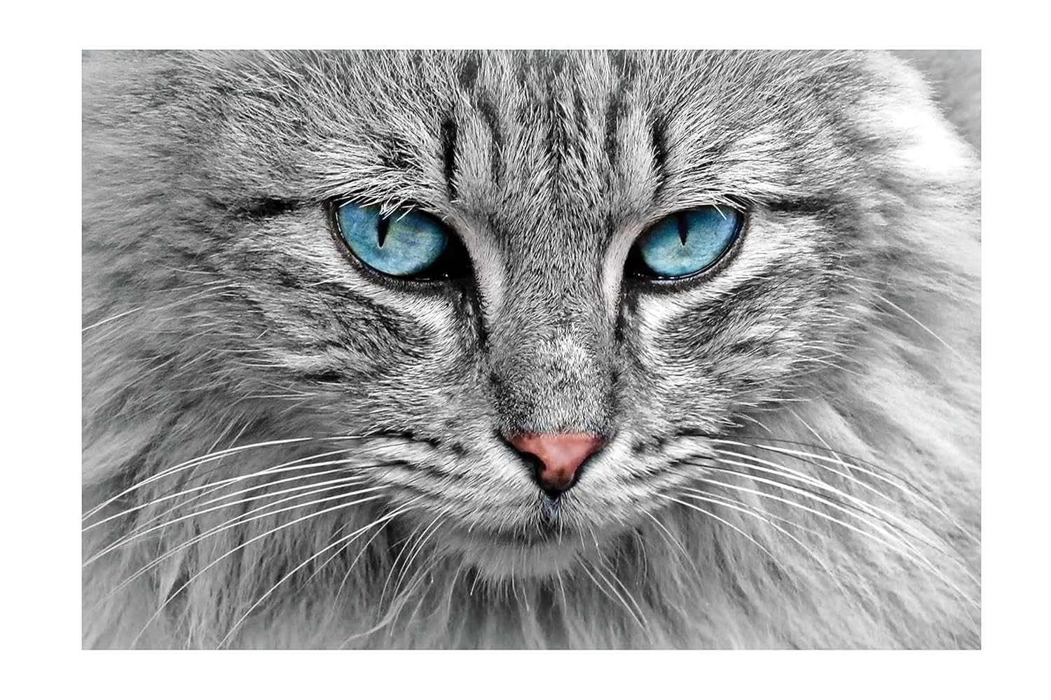 Blue Eyes Cat Face Sticker Poster|Dangerous Cat Poster For Cattery, Living Room, Youth Hostel|Decorative Interior Wall Poster|Wall Art Poster|Poster For Decoration|Self Adhesive Wall Sticker Paper Poster - Image 3