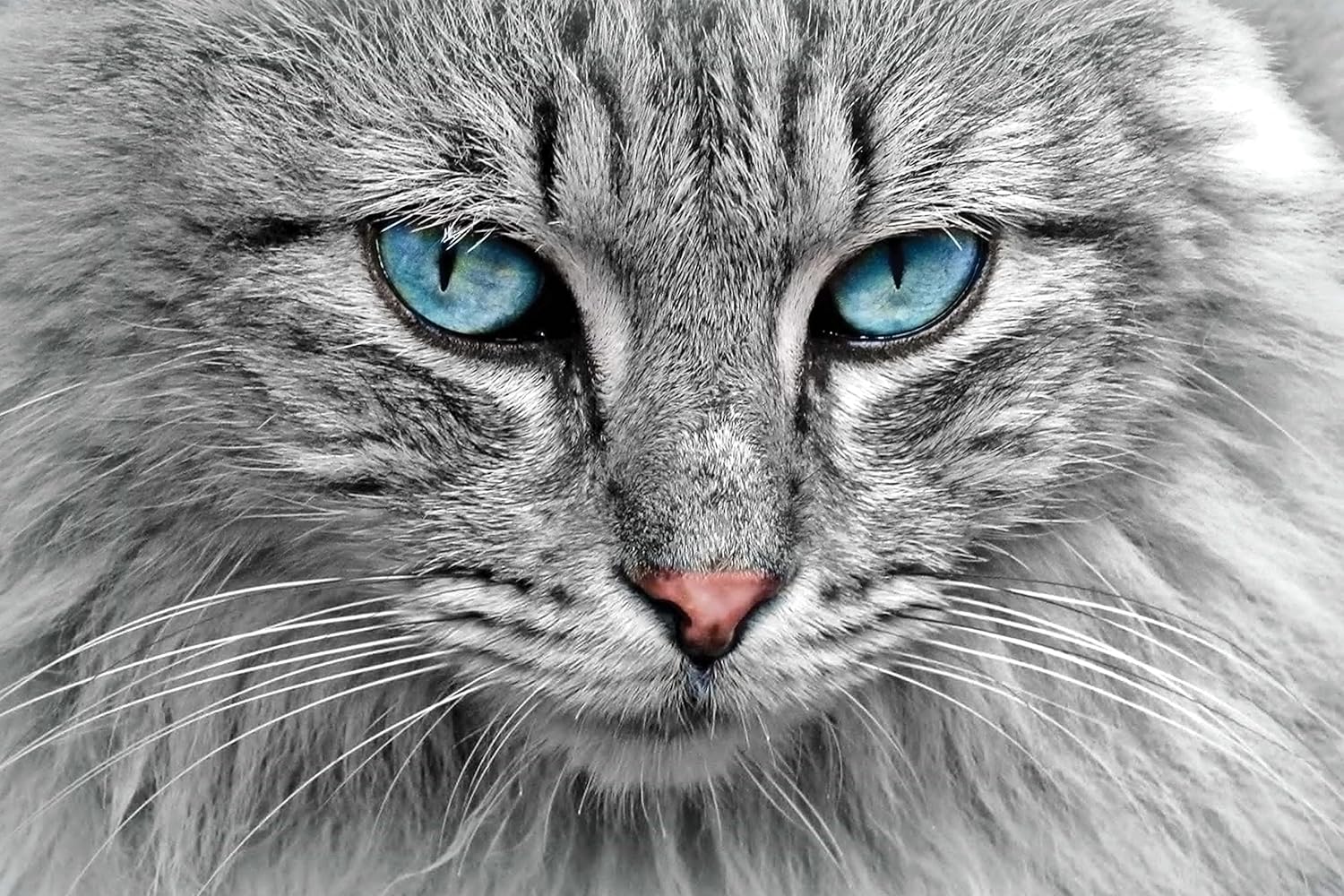 Blue Eyes Cat Face Sticker Poster|Dangerous Cat Poster For Cattery, Living Room, Youth Hostel|Decorative Interior Wall Poster|Wall Art Poster|Poster For Decoration|Self Adhesive Wall Sticker Paper Poster - Image 2